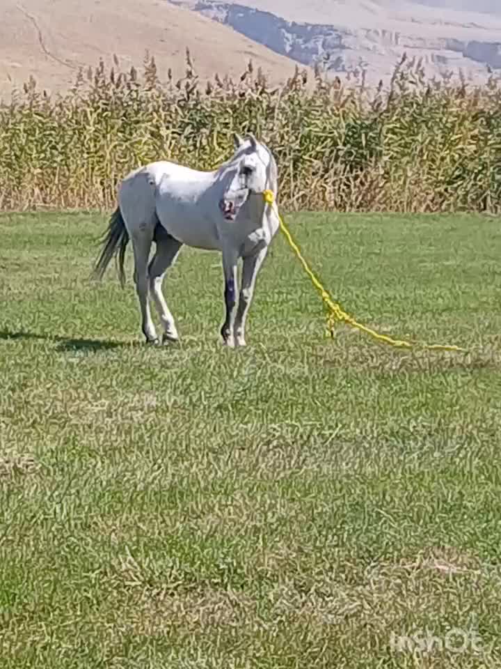 دانالو|اسب و تجهیزات اسبسواری|ماکو, |دیوار