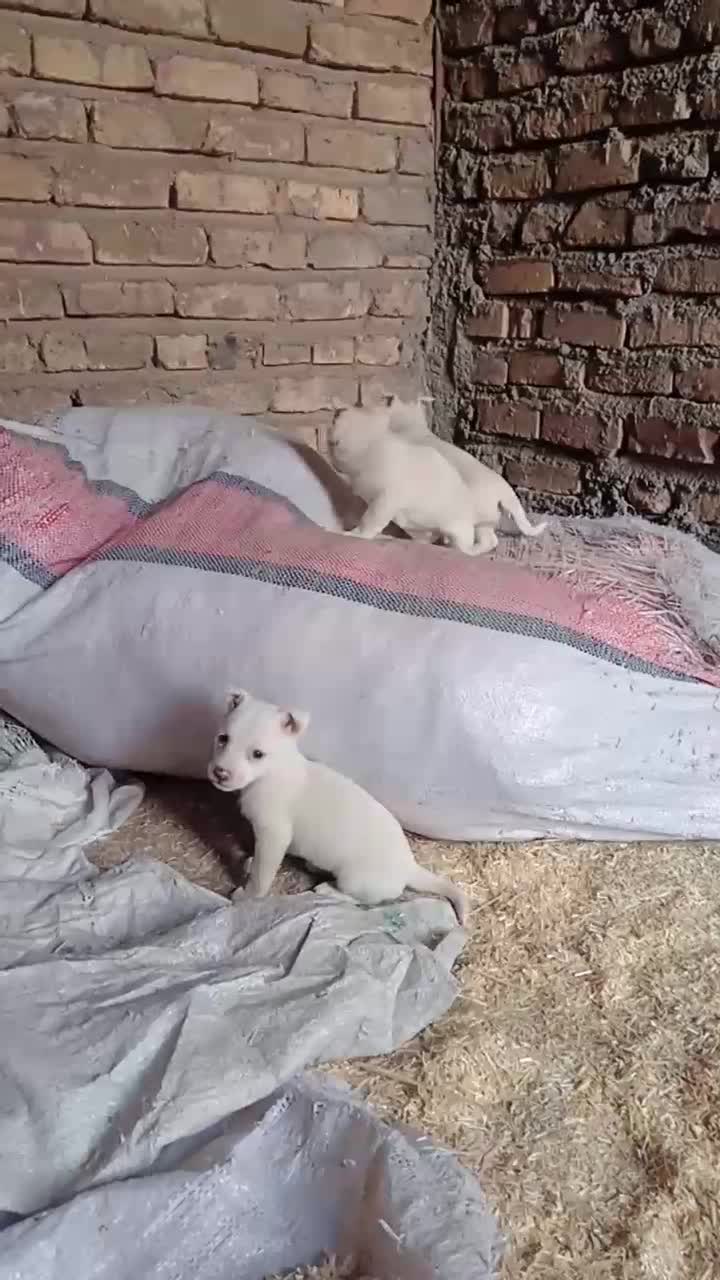 سگ پاکوتاه|سگ|نیشابور, حقیه|دیوار