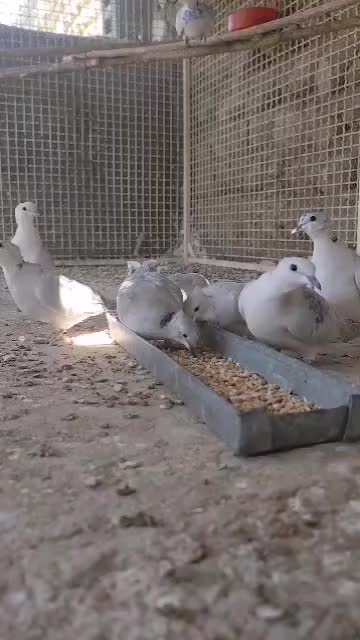 پرنده خانگی کلاهی (سیلور)|پرنده|رویدر, |دیوار