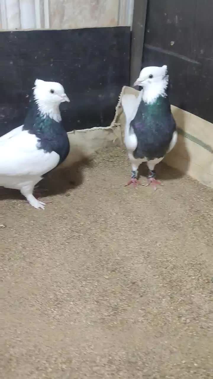 کبوتر ناب|پرنده|ارومیه, |دیوار