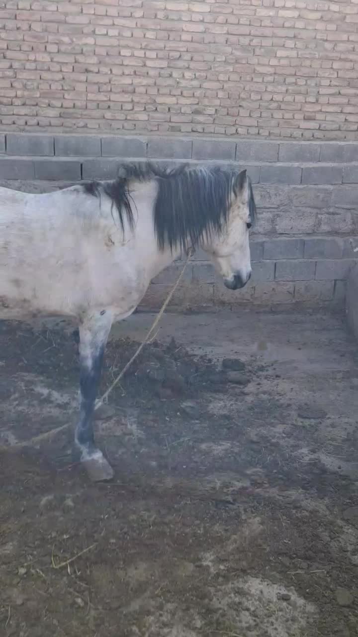 فروش اسب سفید|اسب و تجهیزات اسب‌سواری|میاندوآب, |دیوار