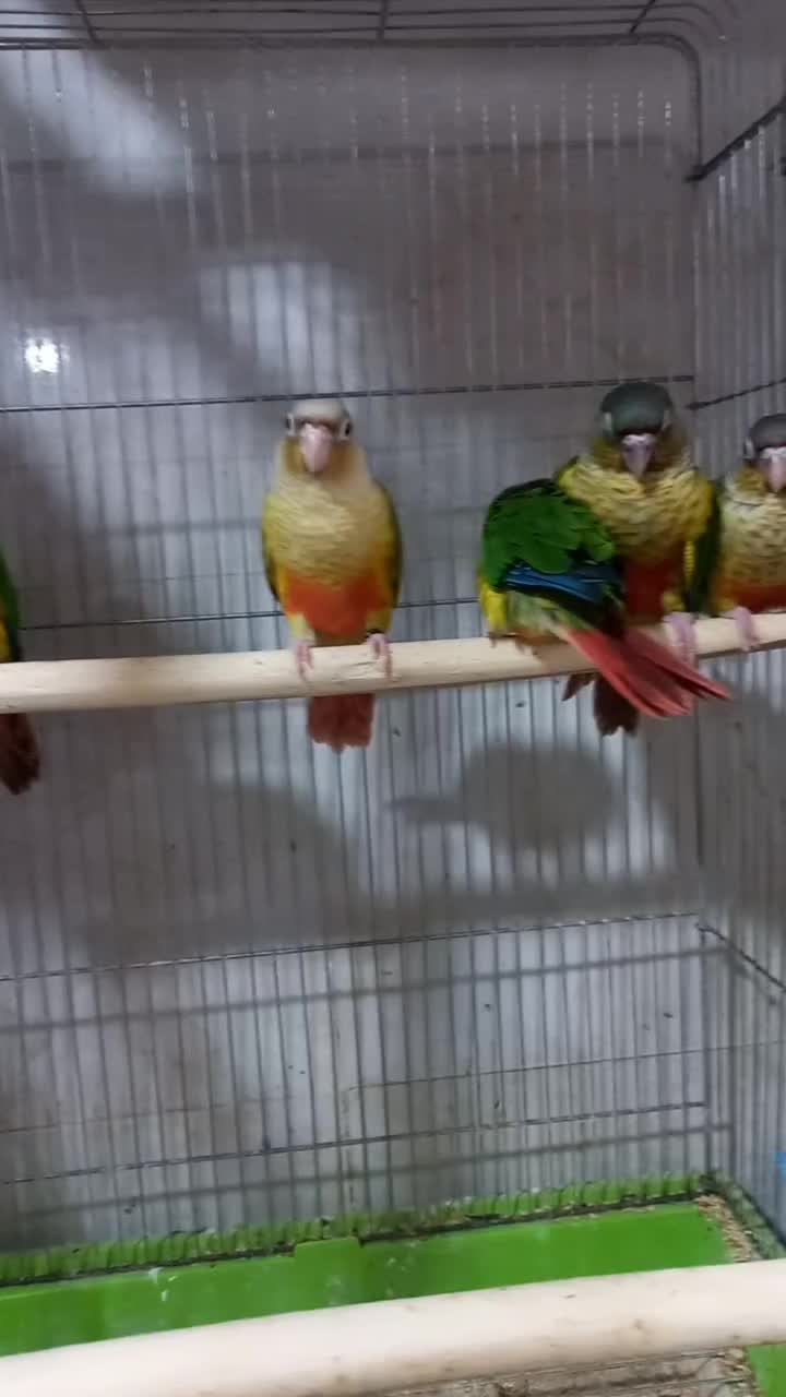 طوطی گیرینچیک|پرنده|شهریار, شهرک بهاران (ویره)|دیوار