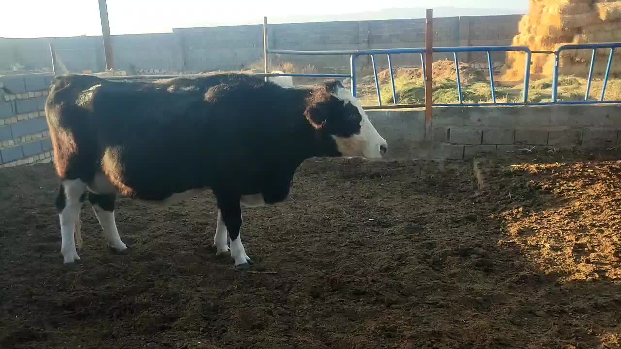 گاو شیری ،گوساله نر|حیوانات مزرعه|جوین, |دیوار