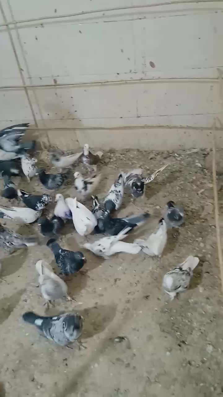 یه کوله کفتر پرشی|پرنده|نیمروز, |دیوار