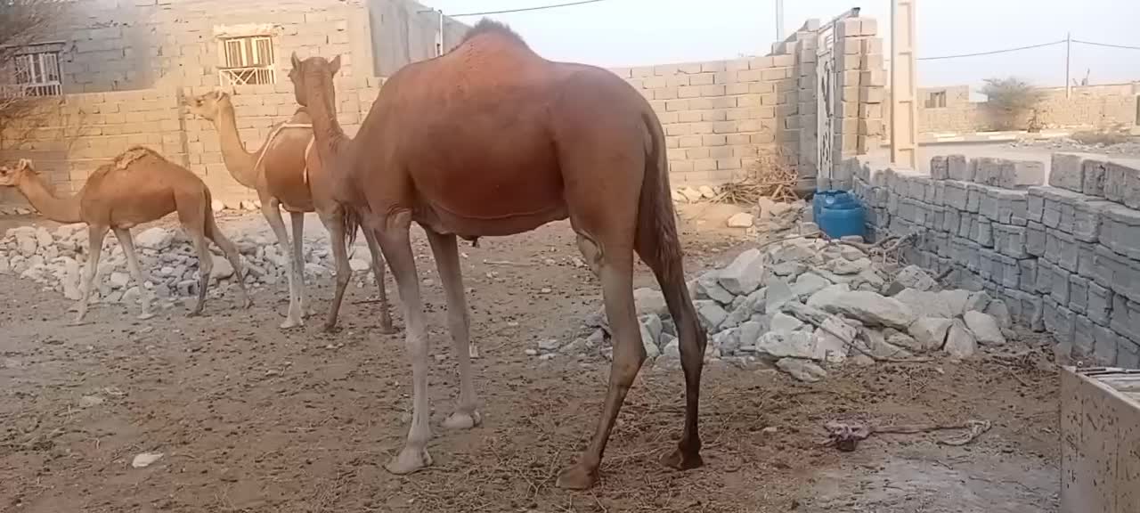 یک عدد شتر چاخ|حیوانات مزرعه|مهران (هرمزگان), |دیوار