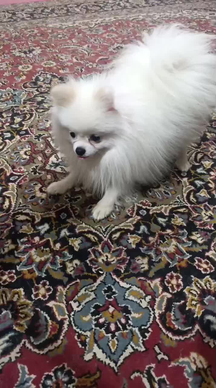 سگ پامر|سگ|جیرفت, |دیوار