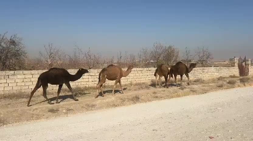 شتر خشک|حیوانات مزرعه|سبزوار, قصبه شرقی|دیوار
