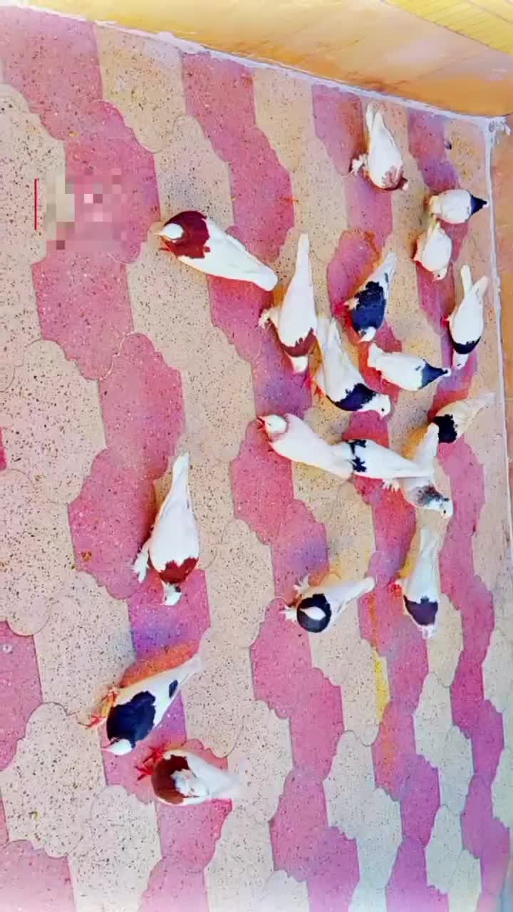 کفتر طوقی هوایی|پرنده|شیراز, آزادگان|دیوار