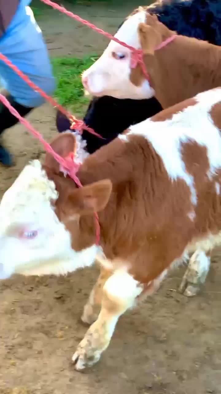 دام|حیوانات مزرعه|نظرآباد, شهرک فرهنگیان|دیوار