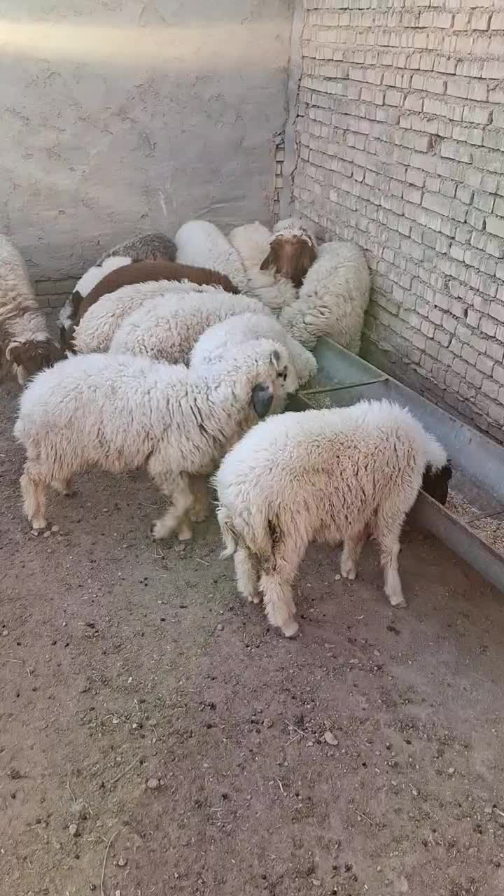 ۱۳ عدد بره ۱۰ تا نر و۳تا ماده|حیوانات مزرعه|سوسنگرد, |دیوار