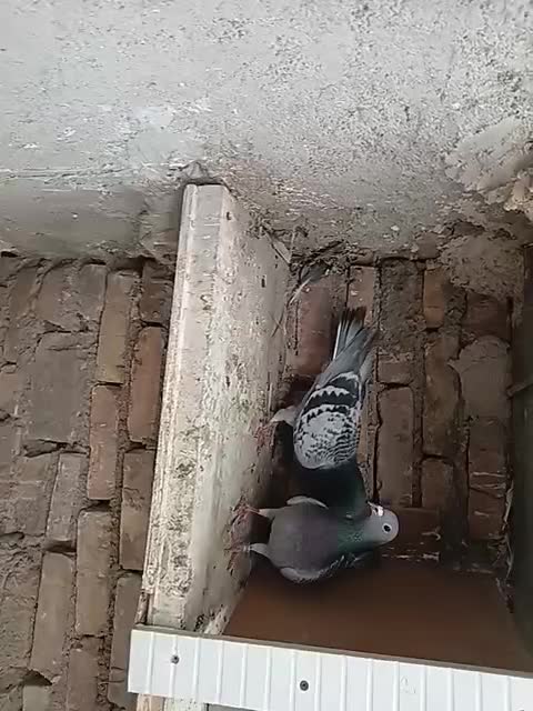 پلاکی|پرنده|یزد, |دیوار