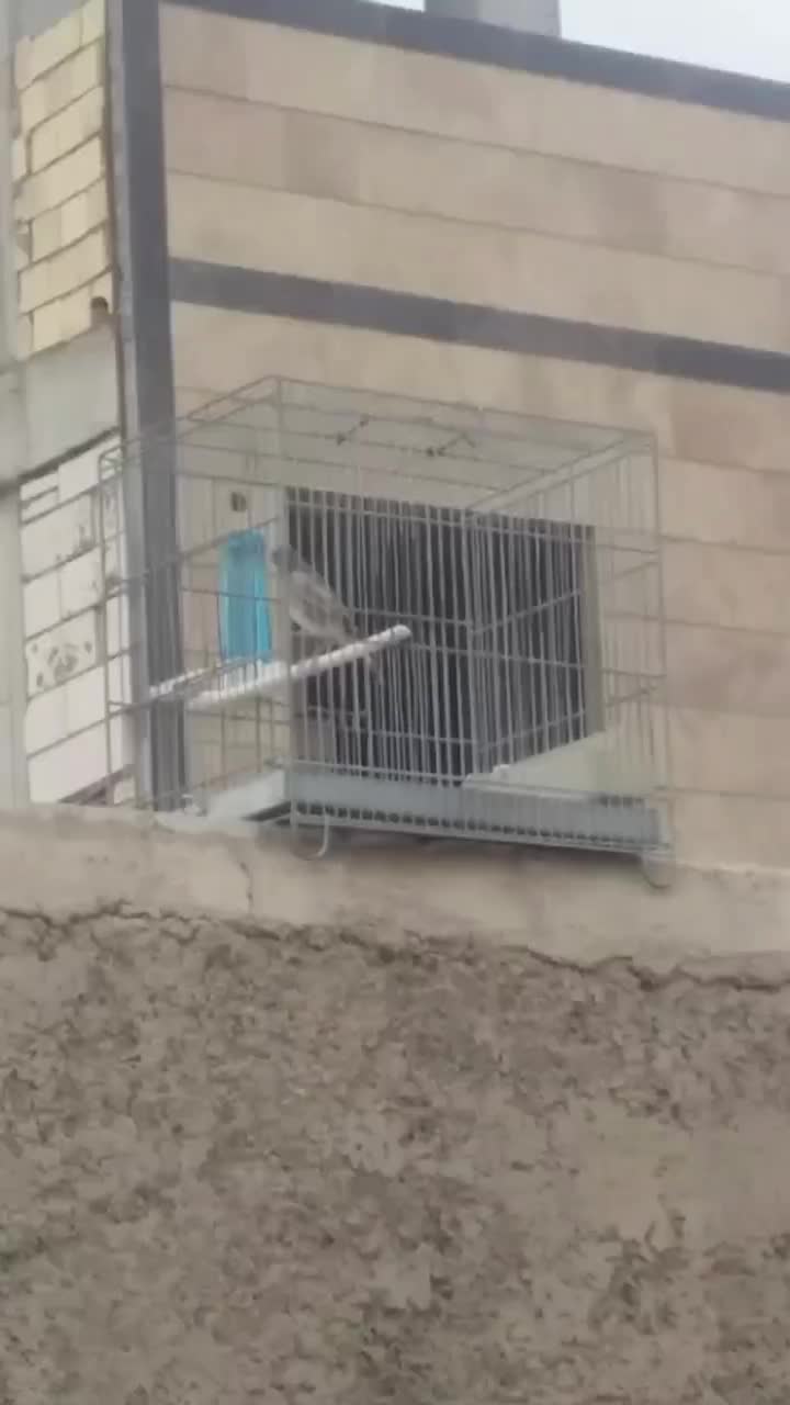 سهره قناری دهندار و سهره|پرنده|ری, شهرک نظامی|دیوار