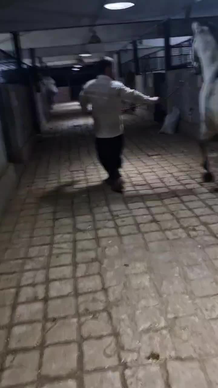 حراج اسب کورسی و کره یکسرپرشی|اسب و تجهیزات اسب‌سواری|سلفچگان, |دیوار