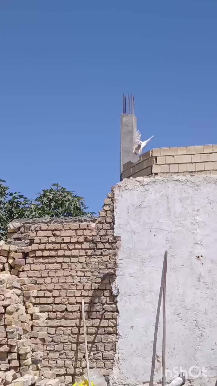 طوقی اجری|پرنده|پیر بکران, |دیوار
