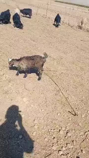 گوسفند داشتی بز|حیوانات مزرعه|سرچهان, |دیوار