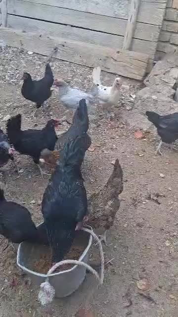 ده‌عددمرغ‌جوان‌تخم‌گذار|حیوانات مزرعه|رونیز, |دیوار