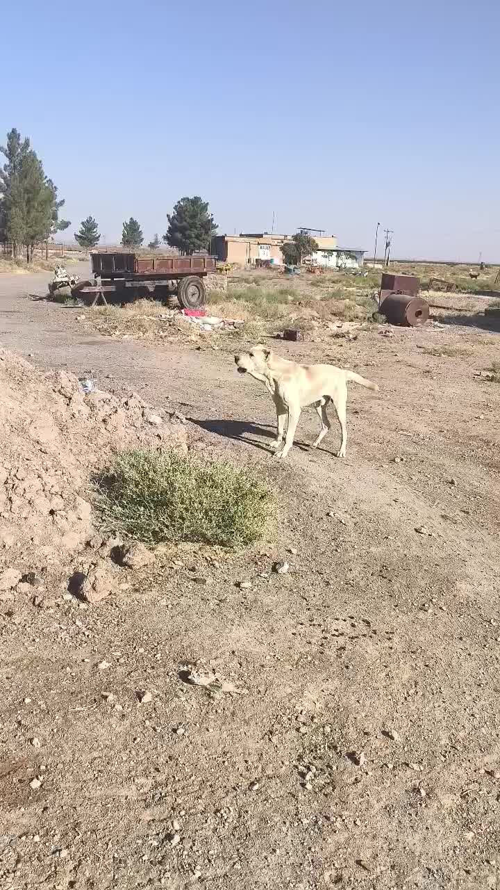 سگ رمه ای|سگ|تربت جام, معدآباد|دیوار