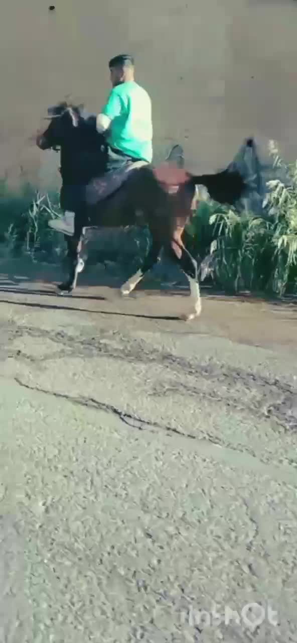 اسب عرب عراقی ۵ ساله|اسب و تجهیزات اسبسواری|پارسآباد, |دیوار