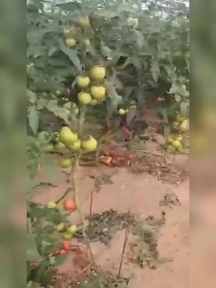 برکت و تناژ بالا در باغ شما با کود های ارگانیک|گل و گیاه طبیعی|چالدران, |دیوار