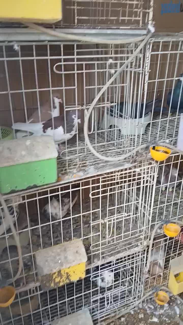 قفس جوجه گیری ۷۵ سانتی|لوازم جانبی حیوانات|باوی, |دیوار