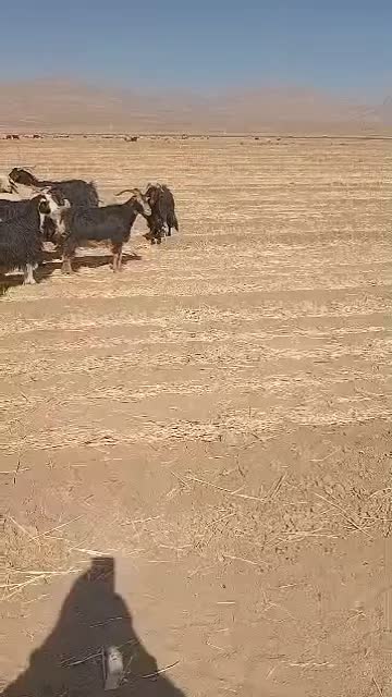 فروش ۷ راس بز و یک راس کولار ماده|حیوانات مزرعه|سرچهان, |دیوار