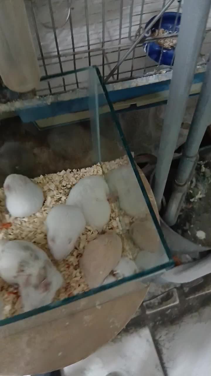 همستر های خوش رنگ|موش و خرگوش|کرج, کرج نو|دیوار