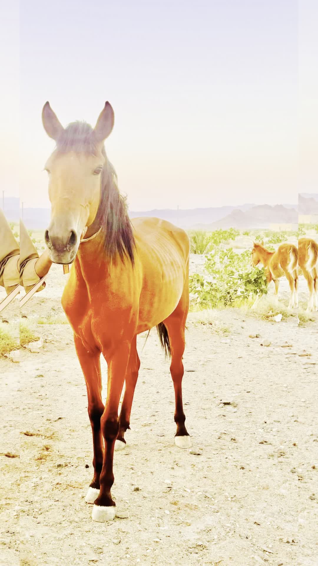 اسب|اسب و تجهیزات اسب‌سواری|زاهدان, |دیوار