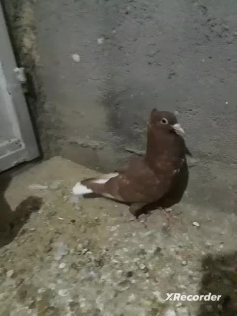 جفت جوانه دم سفید کاکل|پرنده|شهرآباد, |دیوار