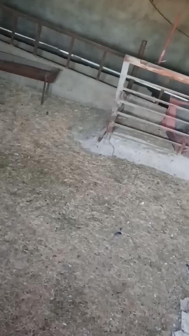 املاک دامداری 49راسی 5000متر|فروش دفتر صنعتی، کشاورزی، تجاری|دشتابی, |دیوار