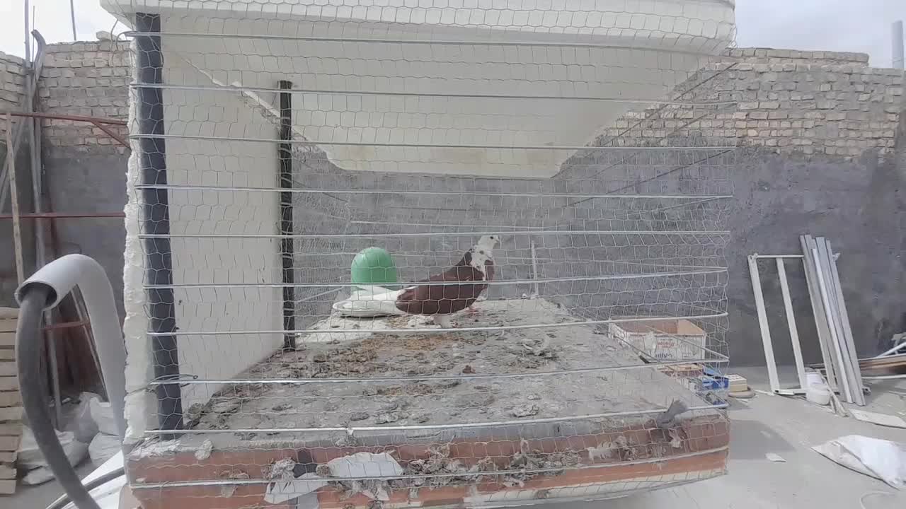 کبوتر شازده سرخ به شرط پرش و تخم‌وجوجه دهن جور|پرنده|یزد, |دیوار