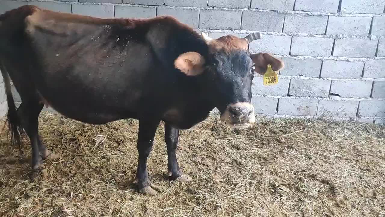 یک عدد گاو جرثه آوست شکم ۵ ماه|حیوانات مزرعه|فهرج, |دیوار