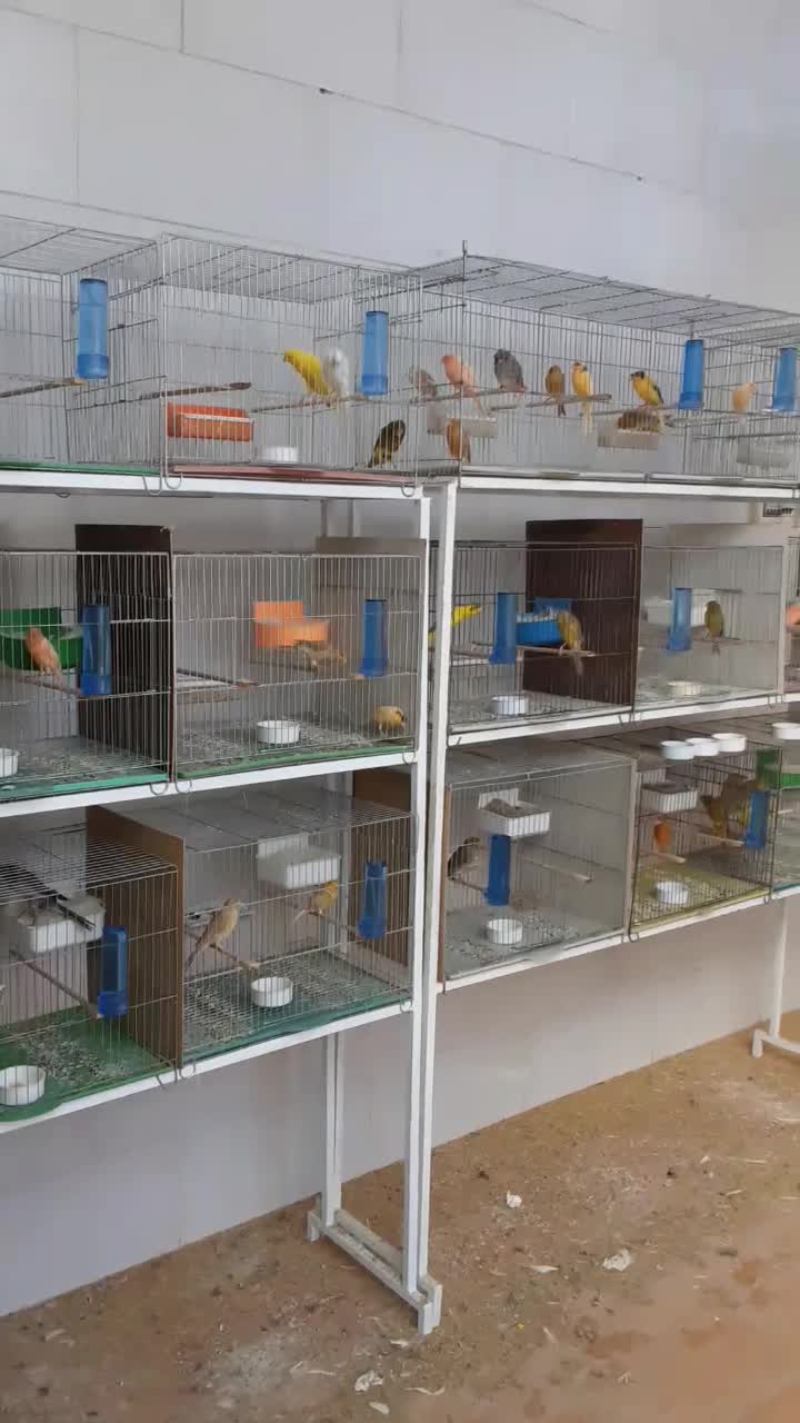 فروش قناری جفت وتک|پرنده|حمیدیا, |دیوار