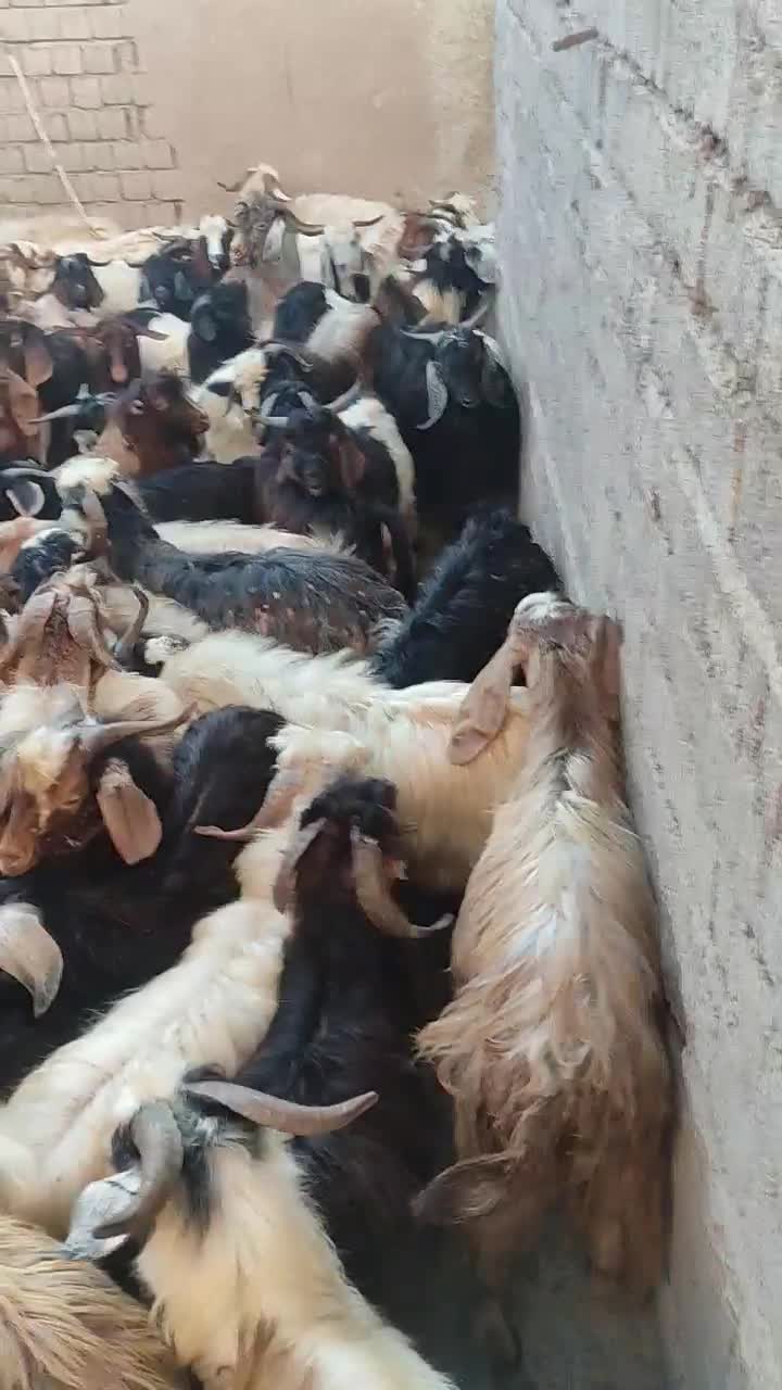 تعداد 100راس بزغاله درجه یک جفتی 17000000|حیوانات مزرعه|هشترود, |دیوار