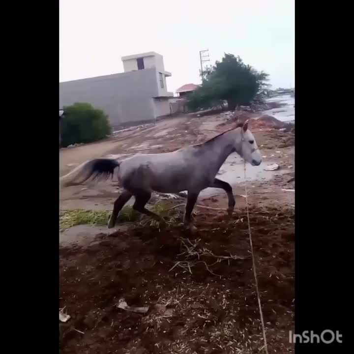 اسب|اسب و تجهیزات اسبسواری|بوشهر, |دیوار