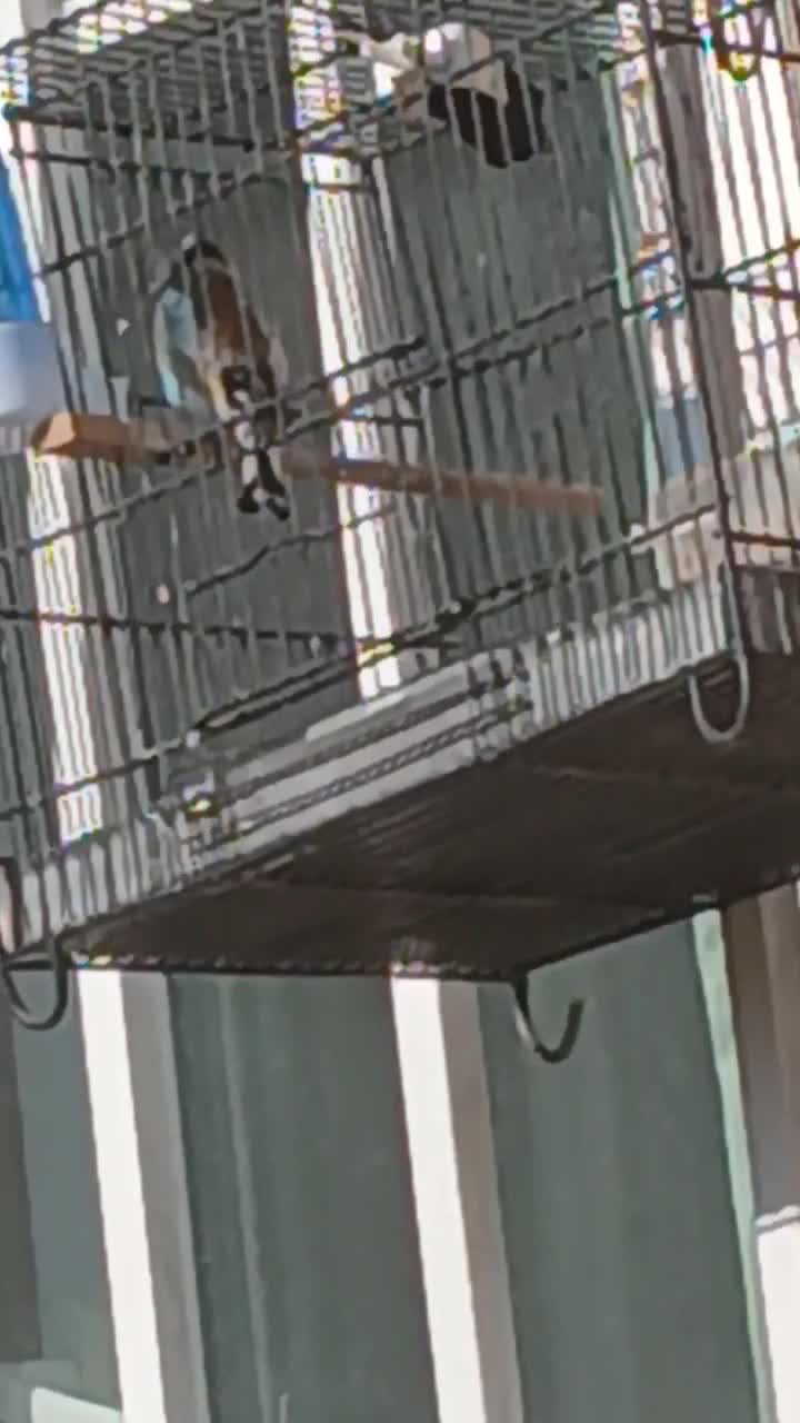 دوتا سهره کرمونی ویک رسمی بخون|پرنده|هشتگرد, هشتگرد قدیم|دیوار