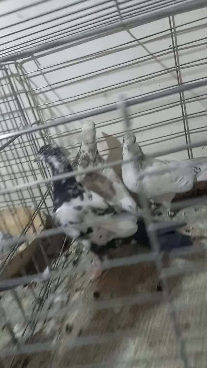 کفتر پرشی|پرنده|اردکان, |دیوار