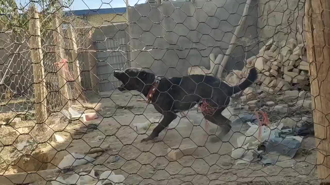 سگ نگهبان صفت|سگ|خنجین, |دیوار