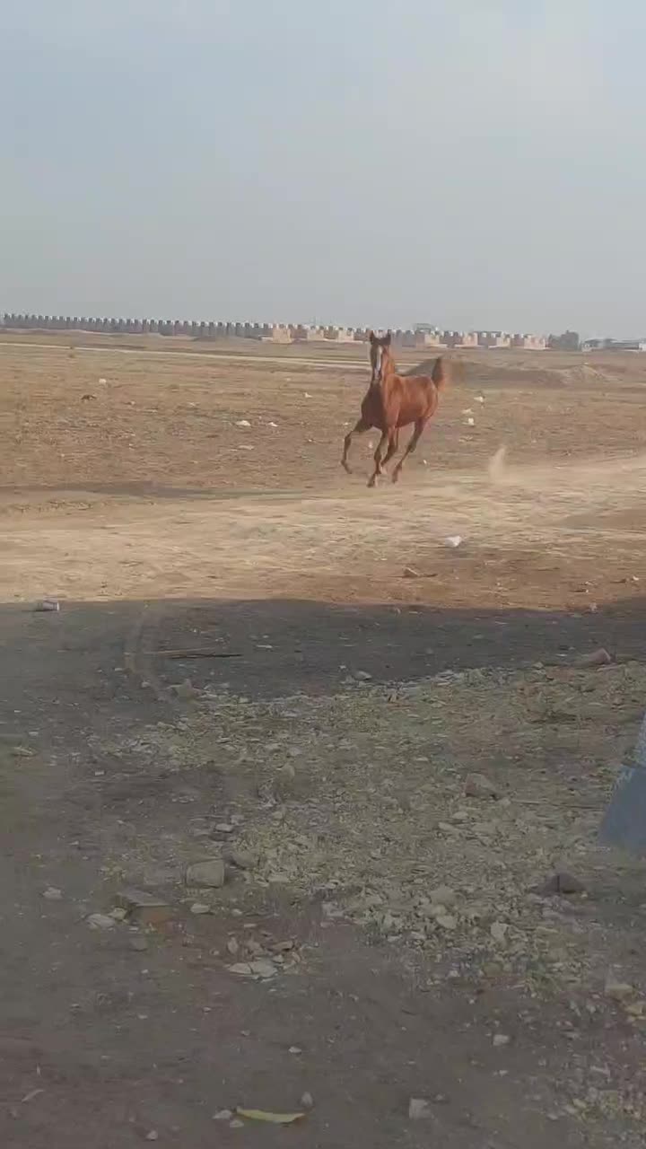 کره مادیان ناب|اسب و تجهیزات اسب‌سواری|تهران, بوستان ولایت|دیوار