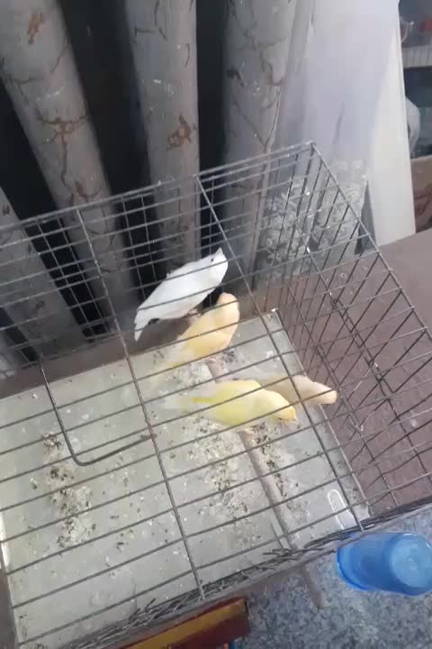 قناری ماده  جوجه امسال آماده|پرنده|ری, شهادت|دیوار