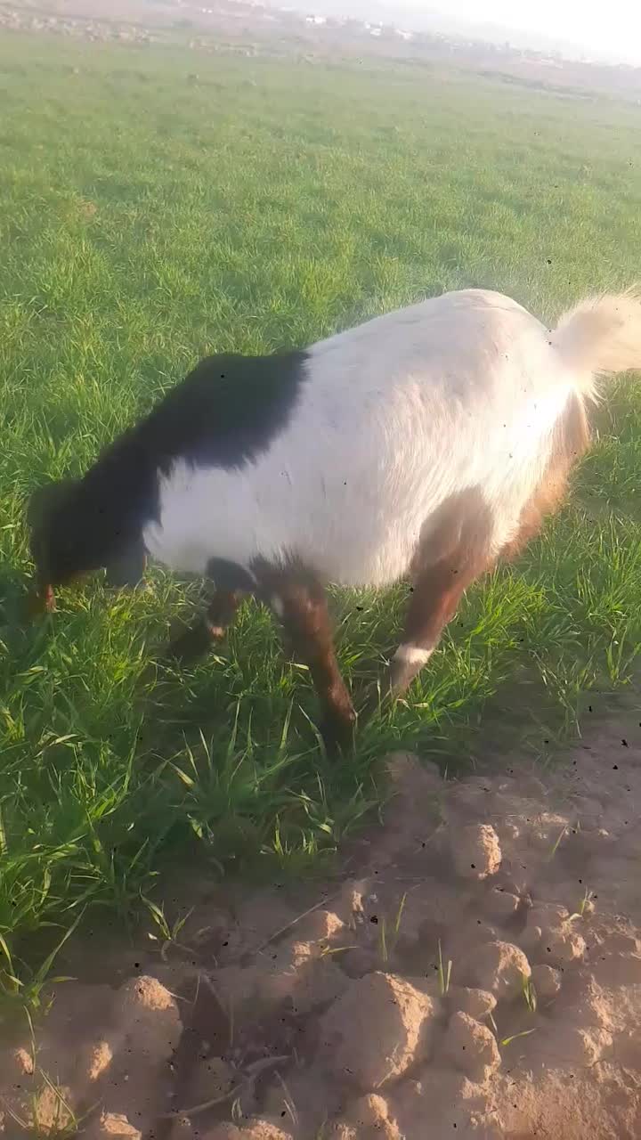 گوسفند|حیوانات مزرعه|سبزوار, چهارراه فرودگاه|دیوار