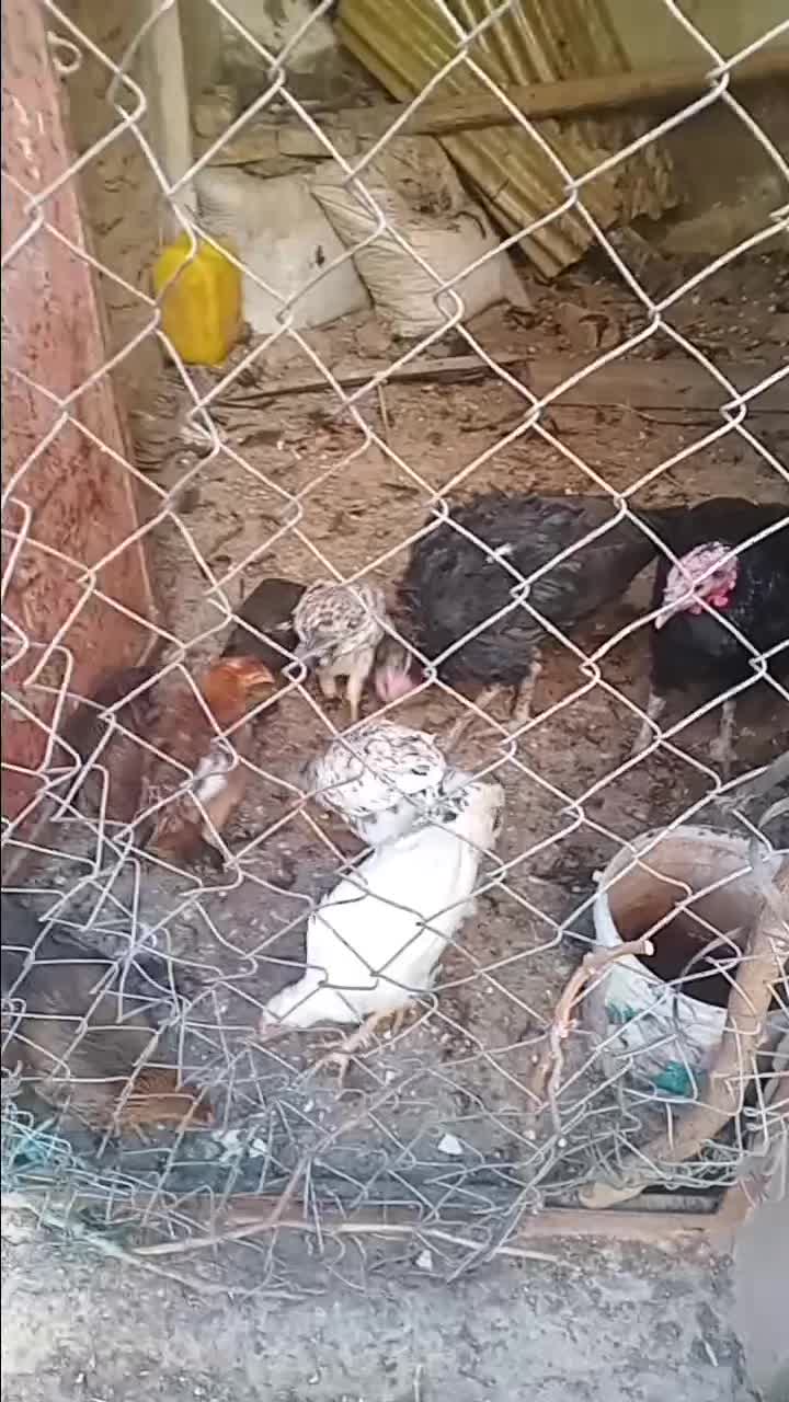 ۷عدد مرغ و خروس۲عددبوقلمون ماده دونه ای ۷۵۰|حیوانات مزرعه|تاکستان, |دیوار