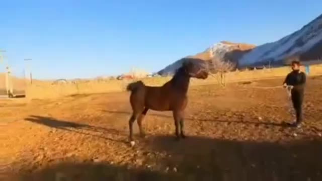 مادیون ترک دره شور مال تک بندی|اسب و تجهیزات اسبسواری|لاران, |دیوار