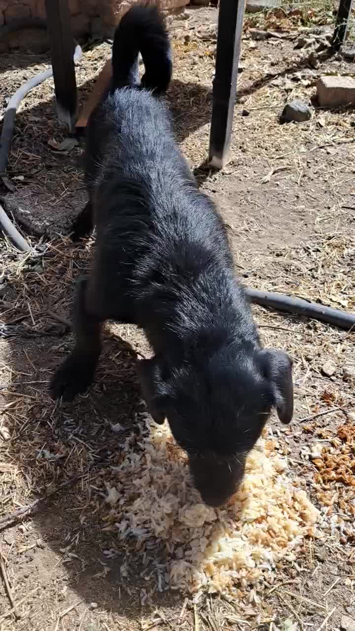 پاکوتاه|سگ|آبیک, |دیوار