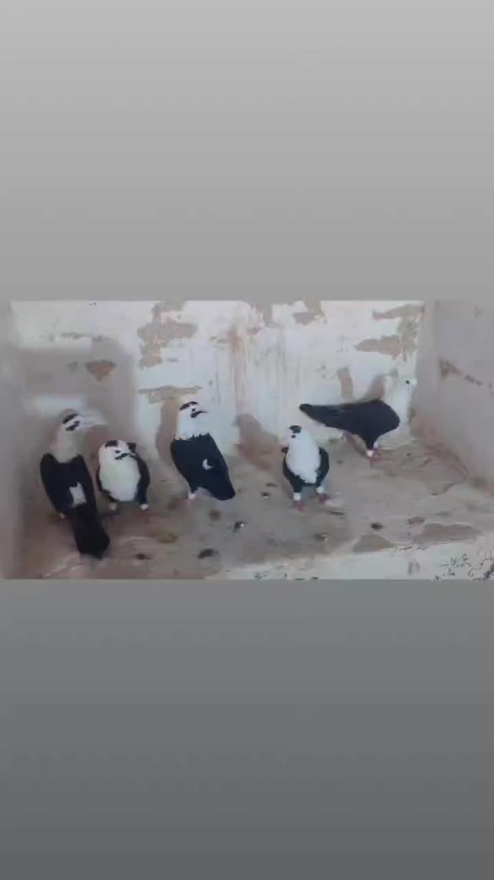 کربلایی مخمل سیاه|پرنده|علامرودشت, |دیوار