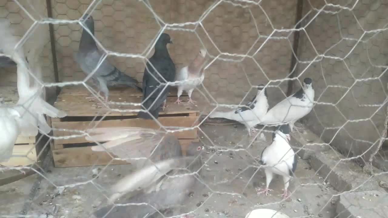 کبوتر رنگی و هفترنگ|پرنده|قزوین, |دیوار