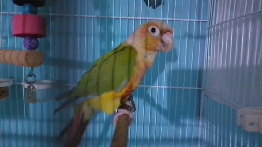 گرینچیک مولد آماده|پرنده|بجنورد, |دیوار