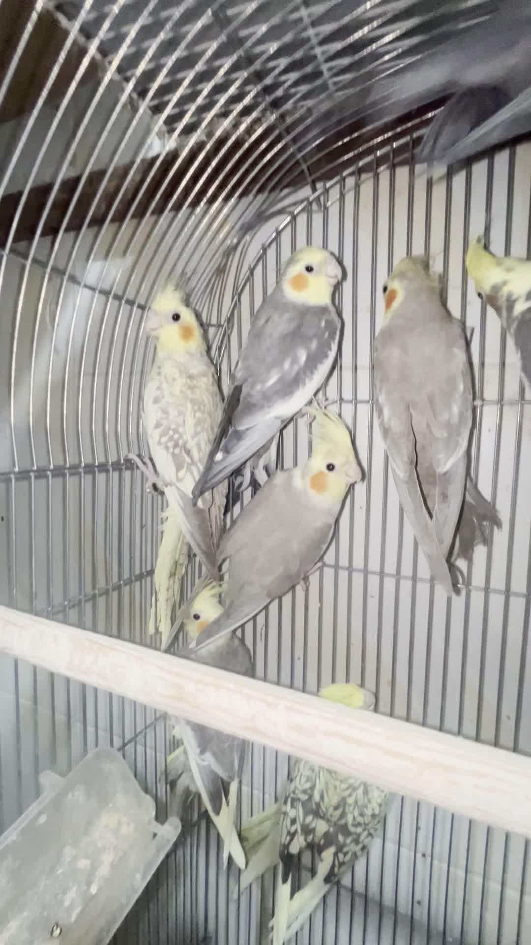 عروس هلندی نر و ماده|پرنده|زاهدان, |دیوار