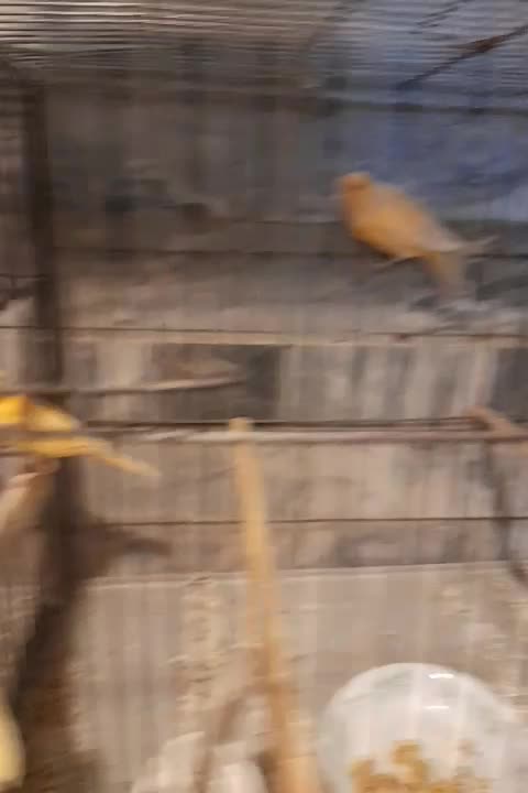 جوجه قناری  ۳ ماه دونه ای ۱۵۰۰|پرنده|ملایر, |دیوار