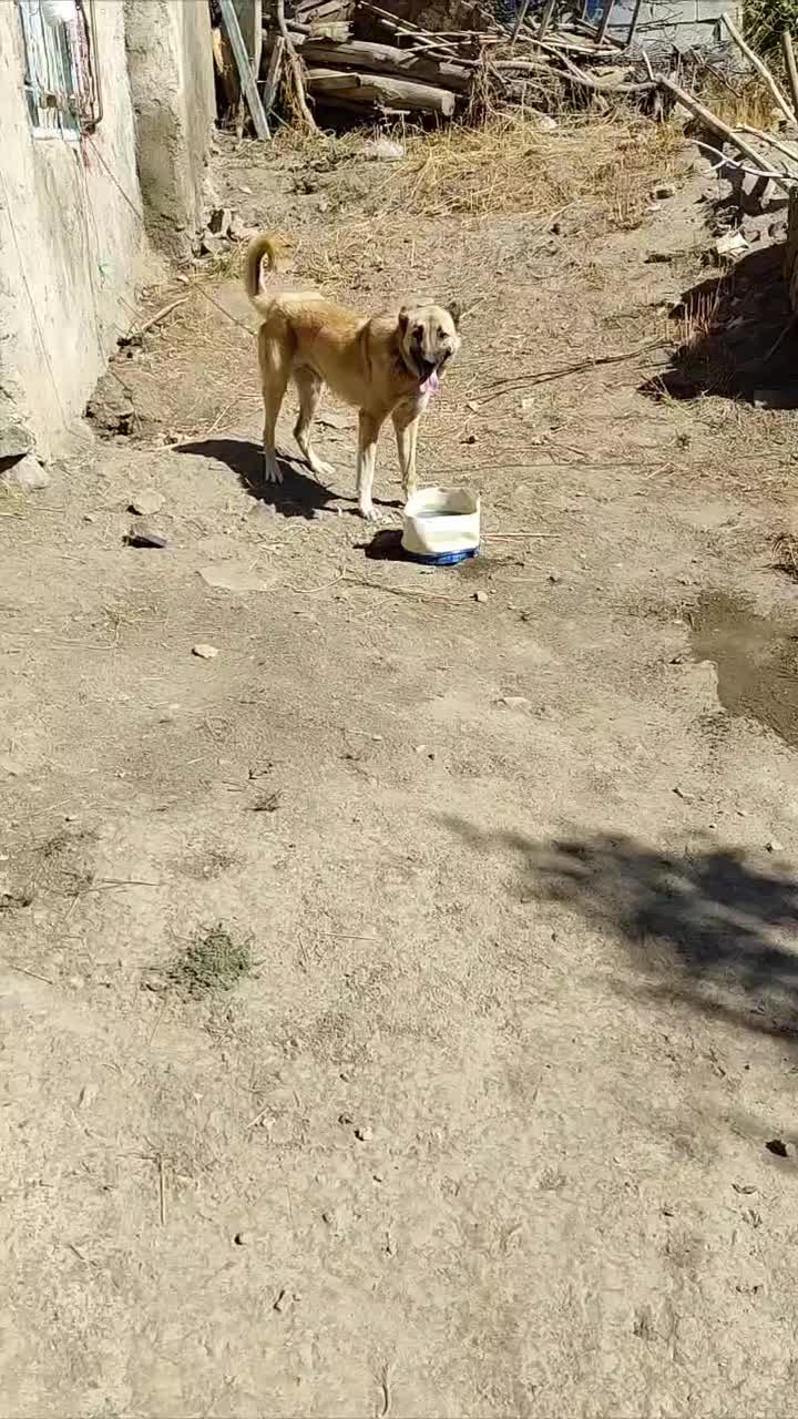 واگذاری سگ گله و نگهبان|سگ|عنبران, |دیوار