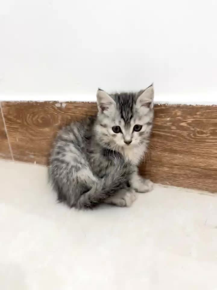 فروش گربه|گربه|مینودشت, |دیوار